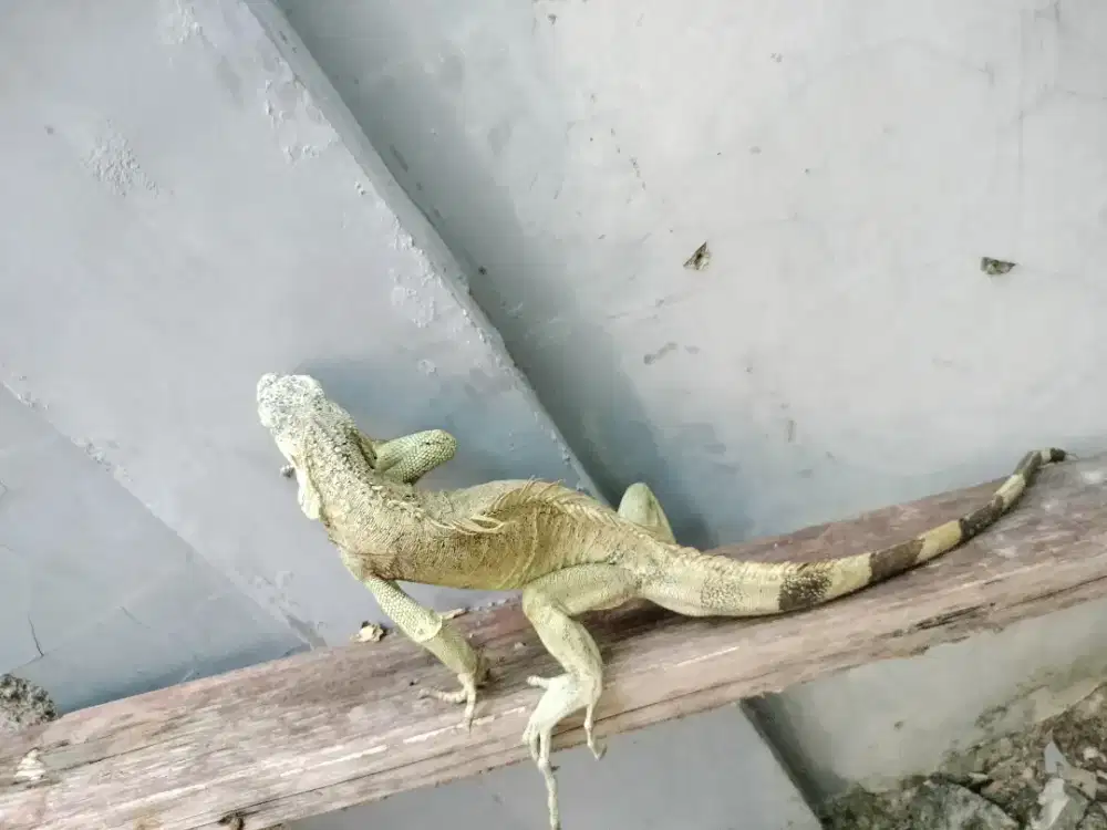 Jual iguana male