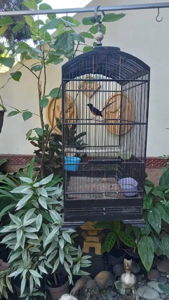 Dijual Burung Murai ekor panjang 1,1 jt