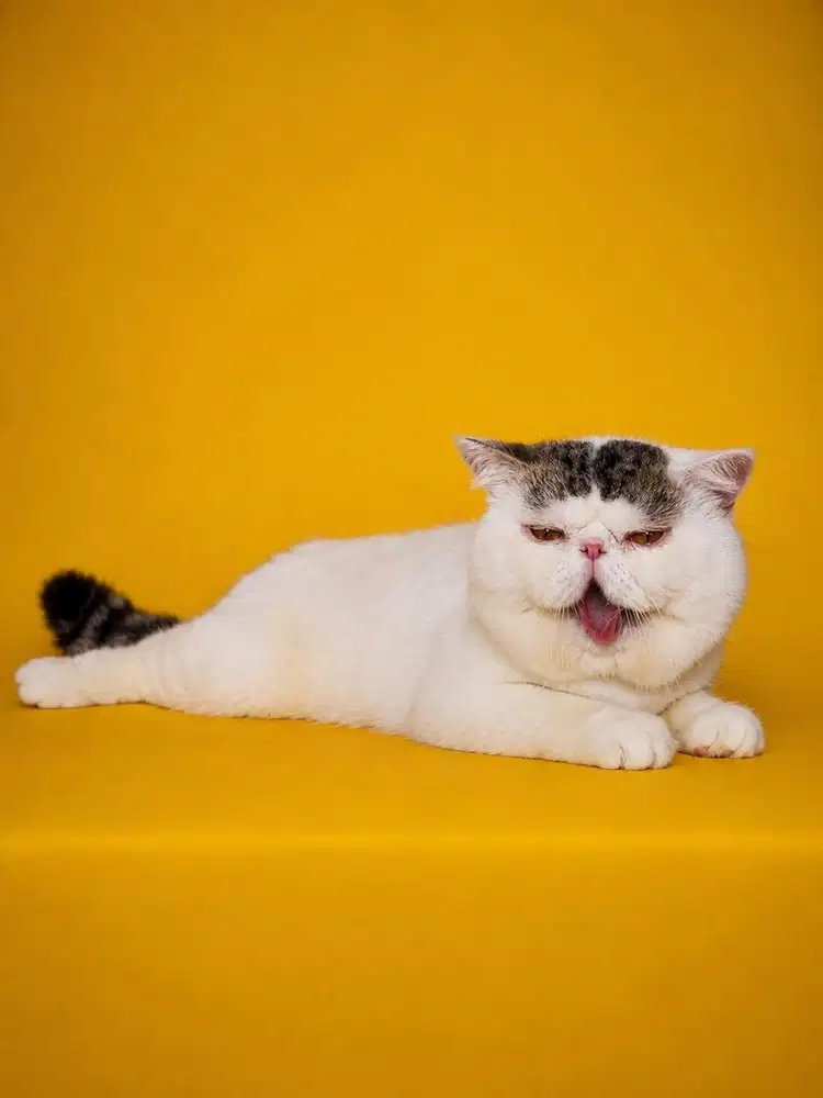 Peaknose Exotic Shorthair
