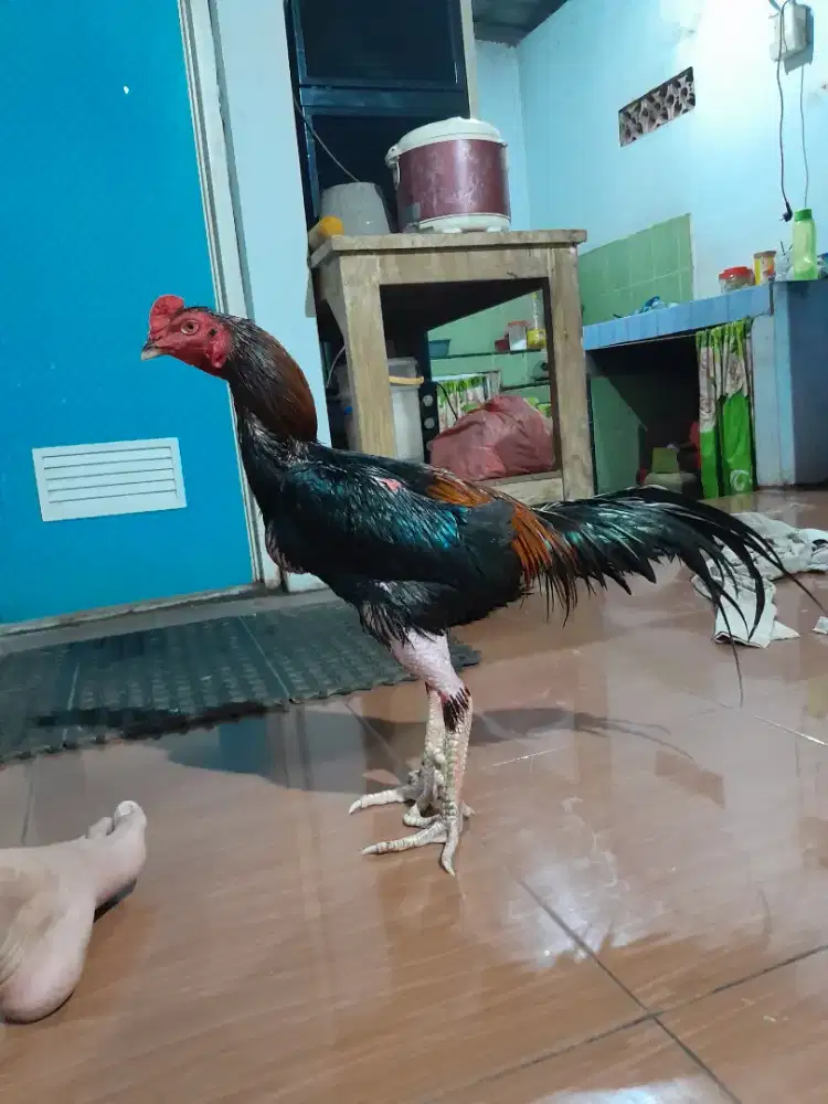 Ayam pakoy f1 manop poeteng