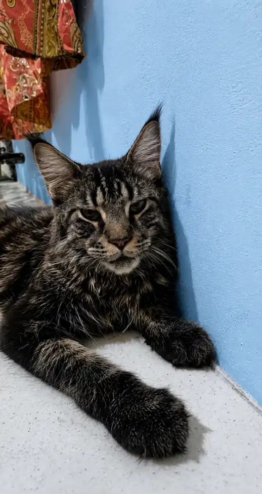 Mainecoon pure betina 8 bulan