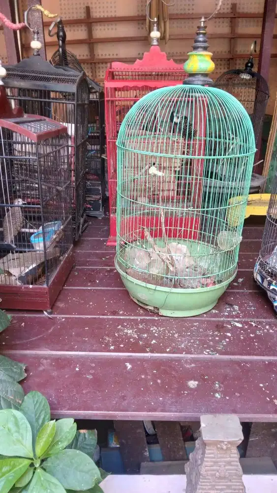 Dijual burung Siung Wanara 600 rb