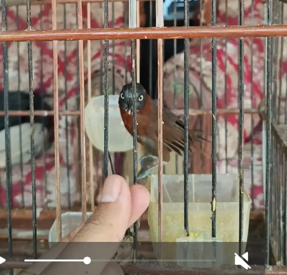 Tepus kepala abu rajin aja