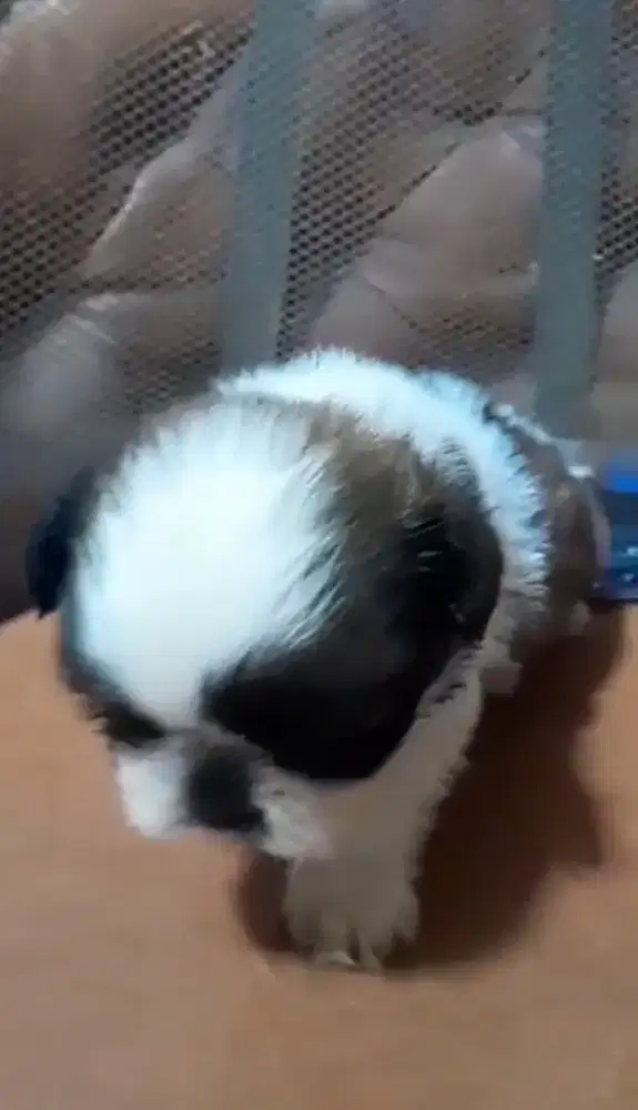 Shihtzu tricolor jantan