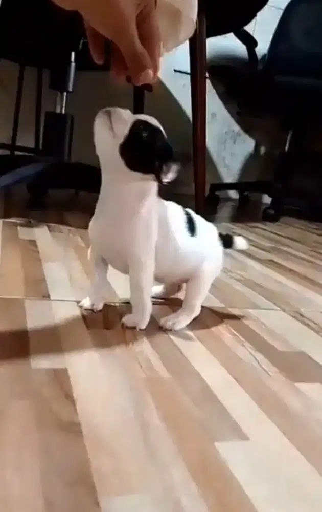 French bulldog belang sapi betina