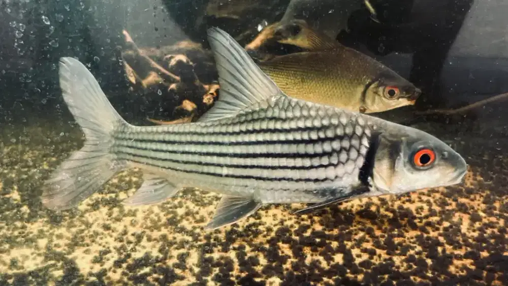 Ikan Julieni 35cm