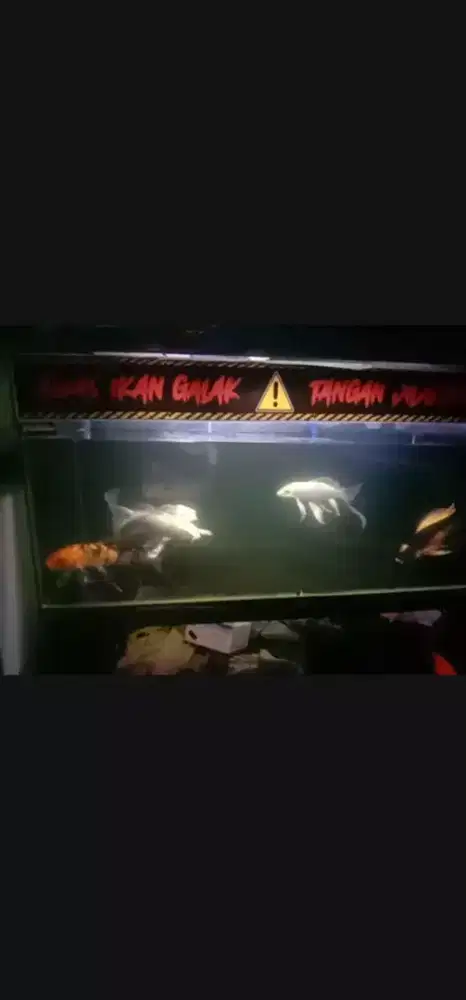 Ikan hias Koi Kumpai Slayer Spek Cakep kwalitas size -+27cm