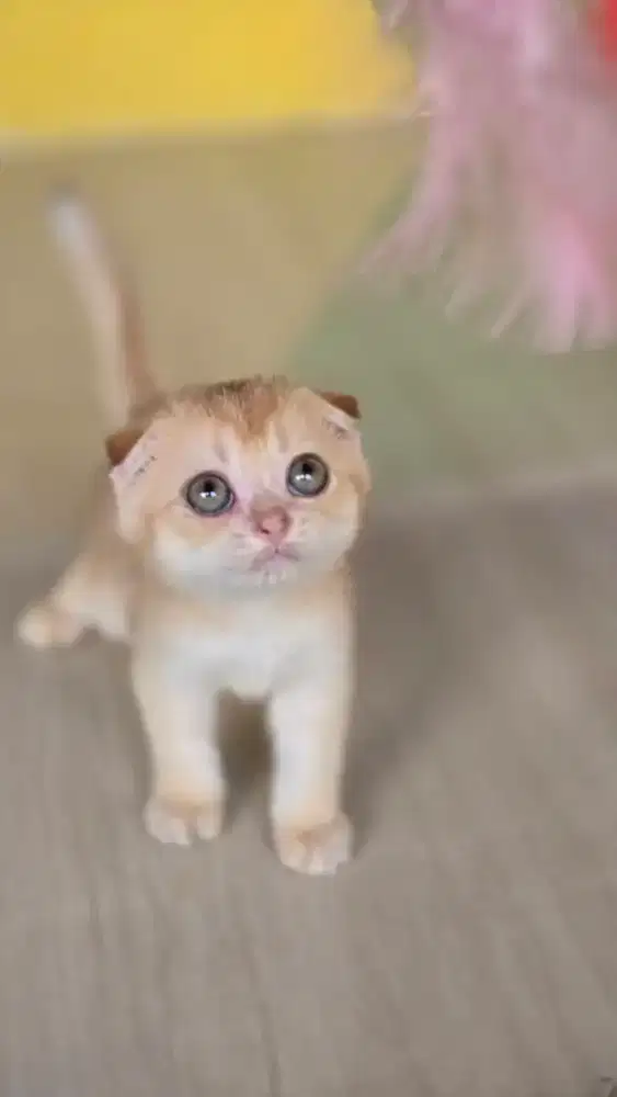 Kucing british shorthair x scotish fold