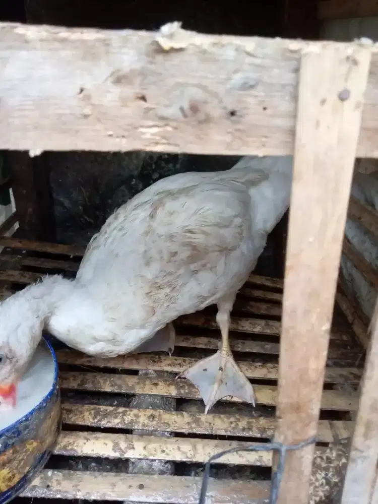 Bebek jantan 175