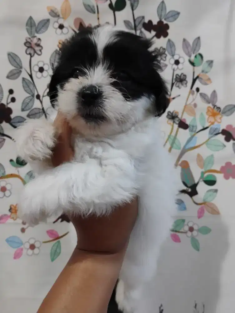 Anak Anjing Shitzu mix Poodle usia 1,5 bulan