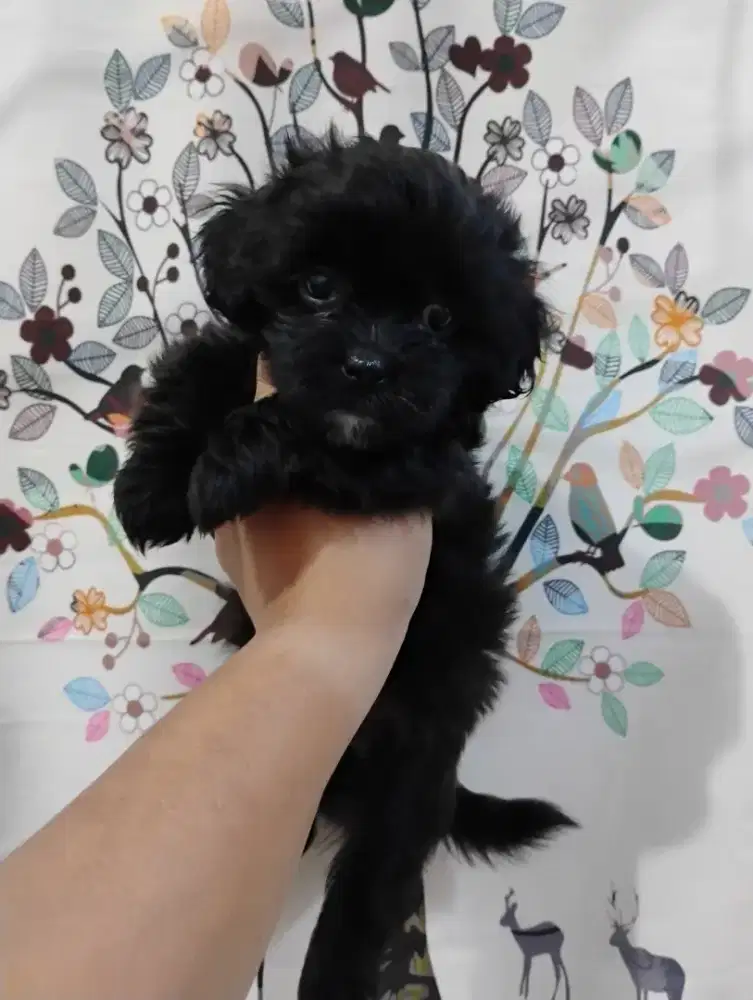 Anak Anjing Shitzu Mix Poodle usia 1,5 bulan