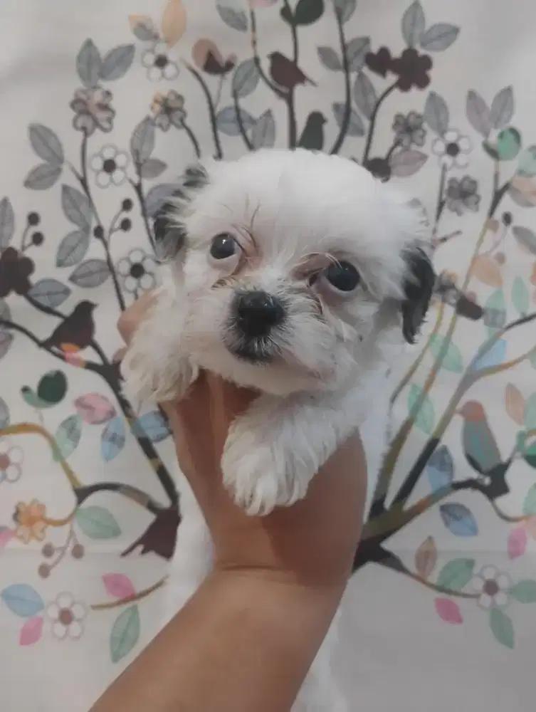 Anak Anjing Shitzu mix Poodle usia 1,5 bulan betina