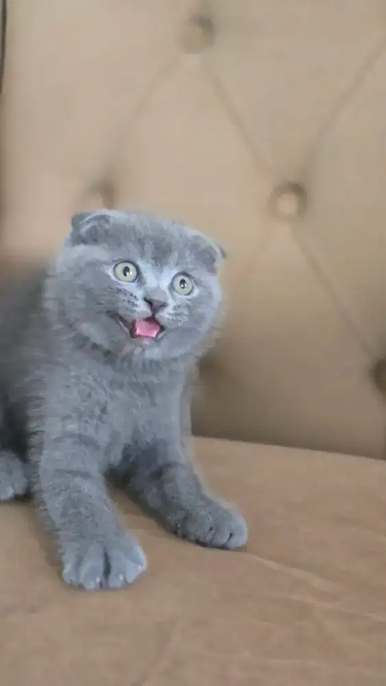 Kucing british shorthair x scotish fold