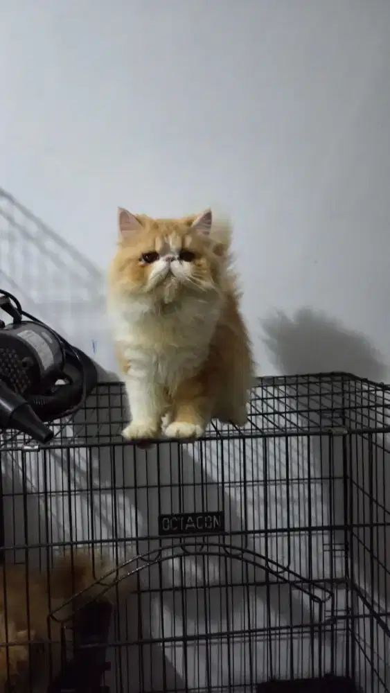 Kucing peaknose jantan