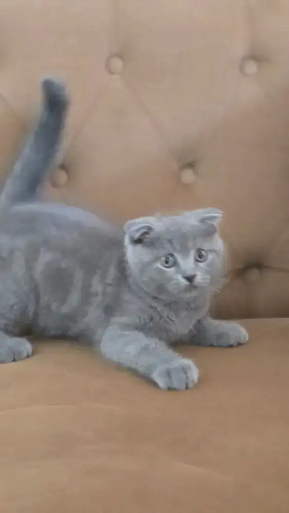 Kucing british shorthair bsh x scotish fold