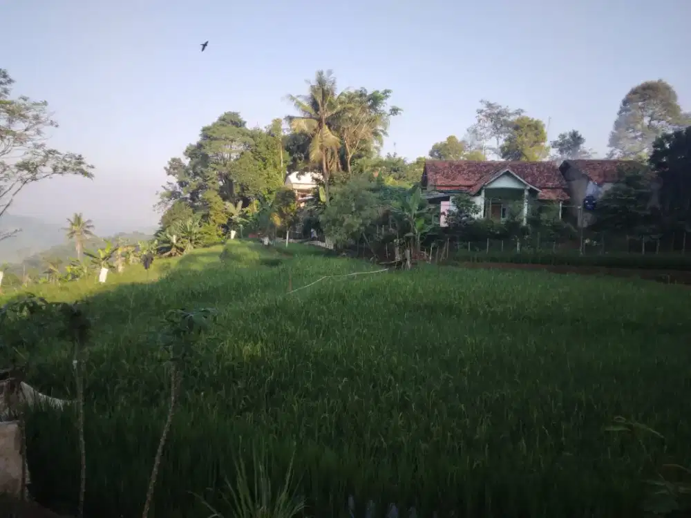 Lahan sawah produktif.bisa buat bikin villa view bagus.