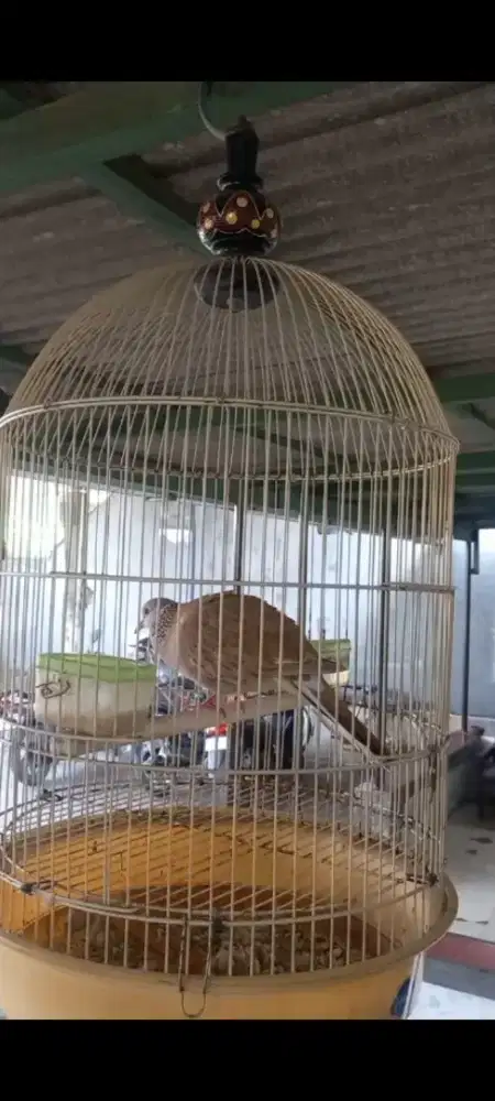 Burung derkuku merah gacor kuk 3-4