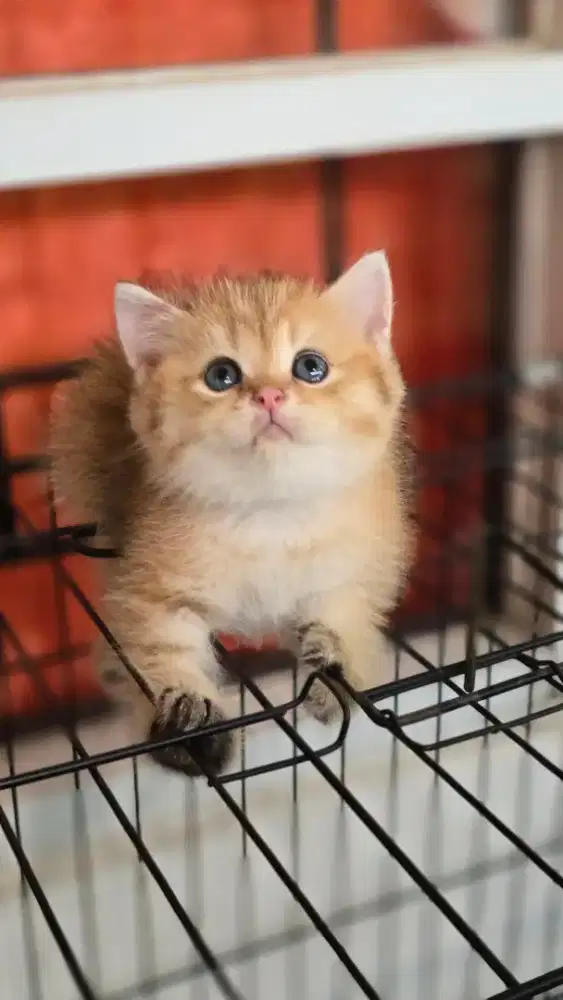 Kucing british shorthair bsh british shorthair