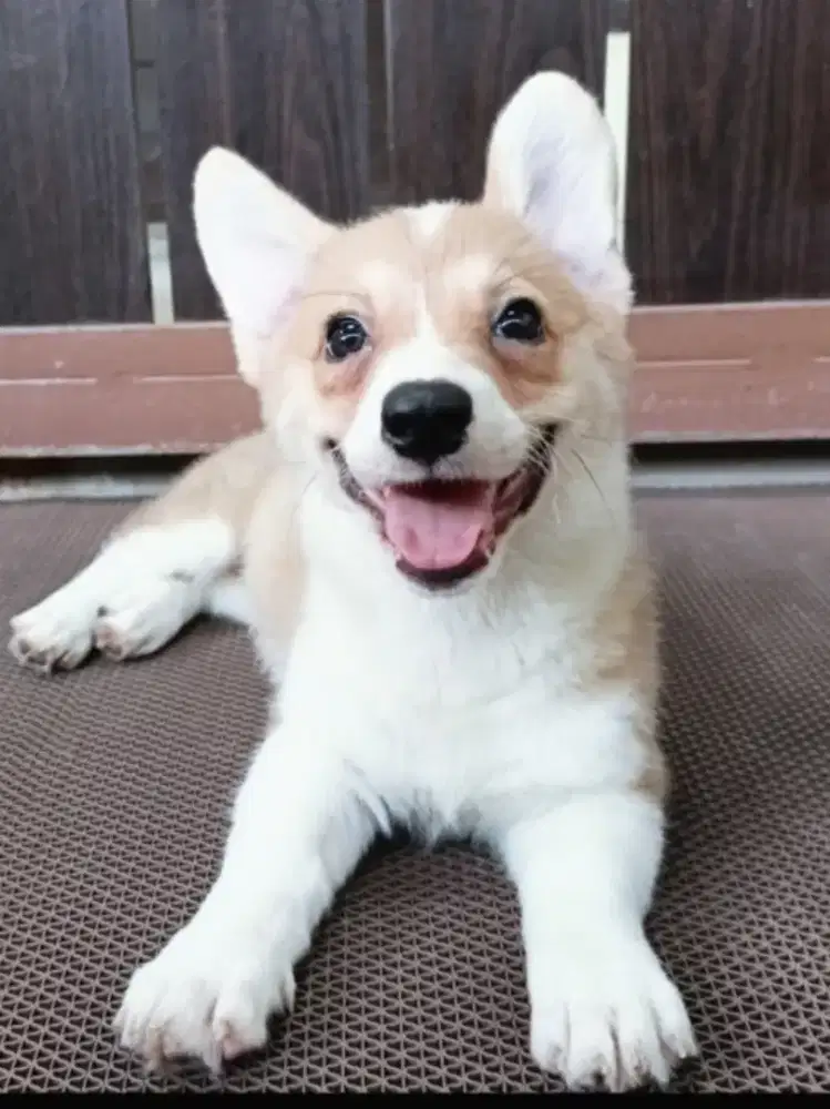 JUAL CORGI BETINA