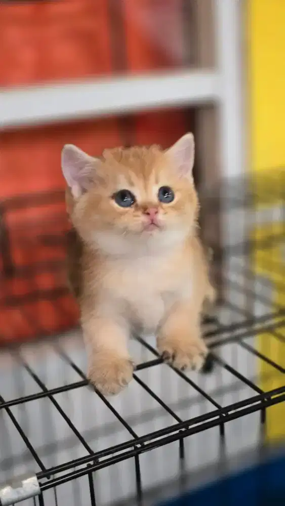 Kucing british shorthair bsh british shorthair