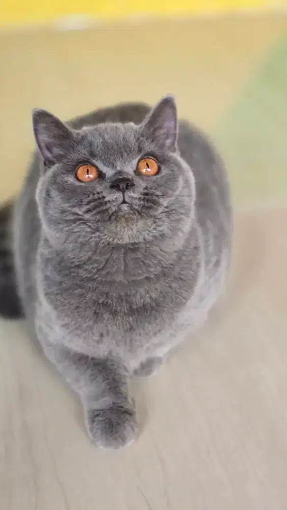 Kucing british shorthair bsh british shorthair