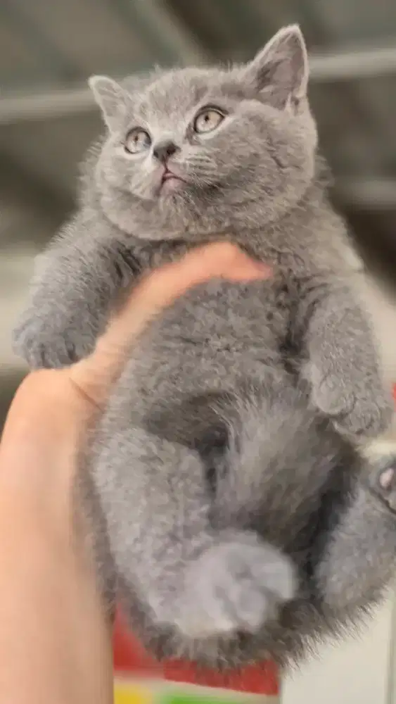 Kucing british shorthair bsh british shorthair