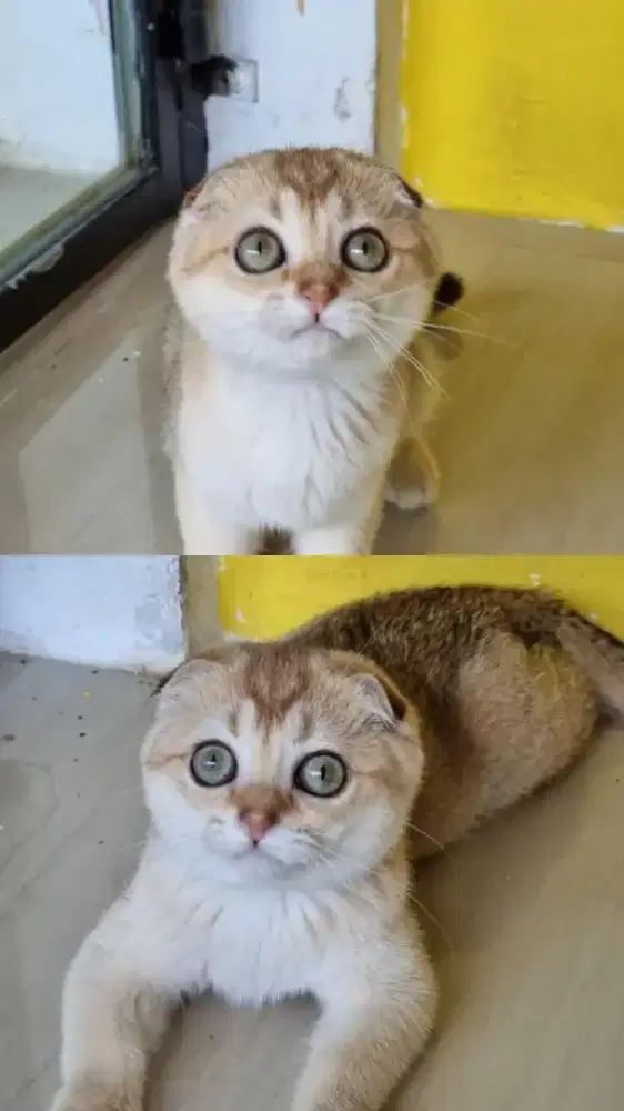 Kucing british shorthair bsh x scotish fold