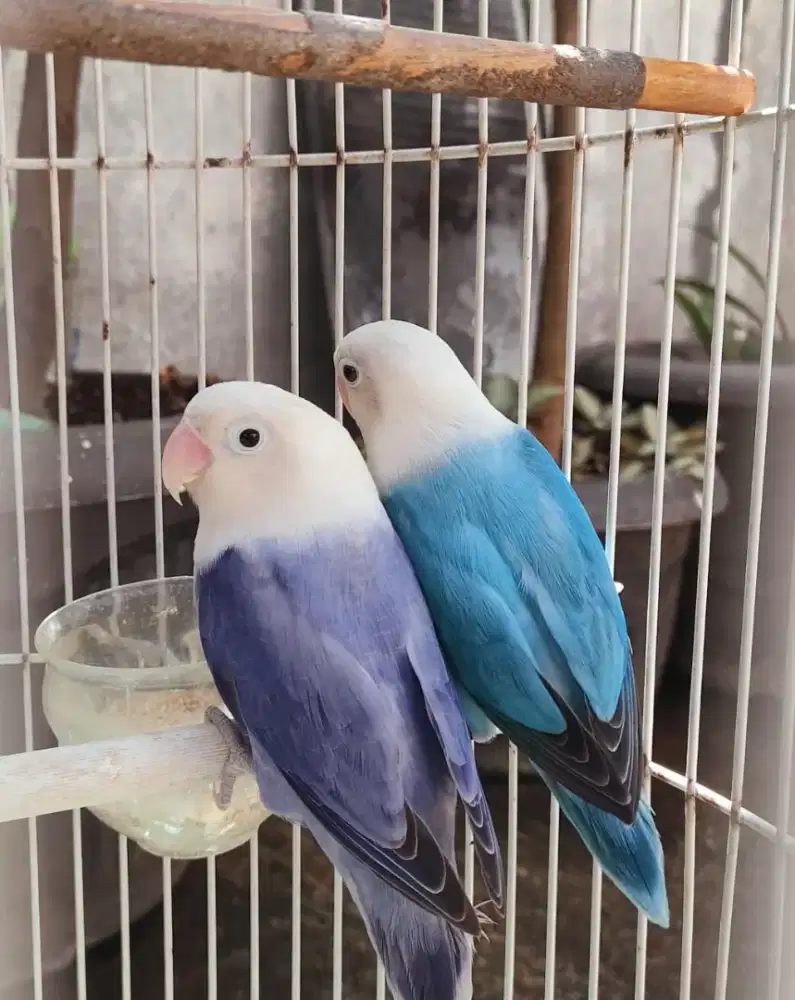 Lovebird love bird biola