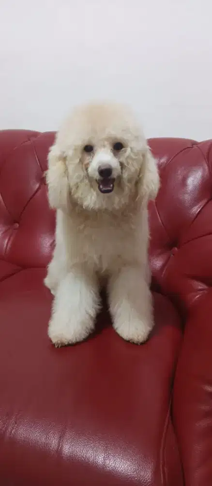 JUAL POODLE BETINA 10 BULAN AKTIF, LUCU (SIAP UNTUK DIPELIHARA)