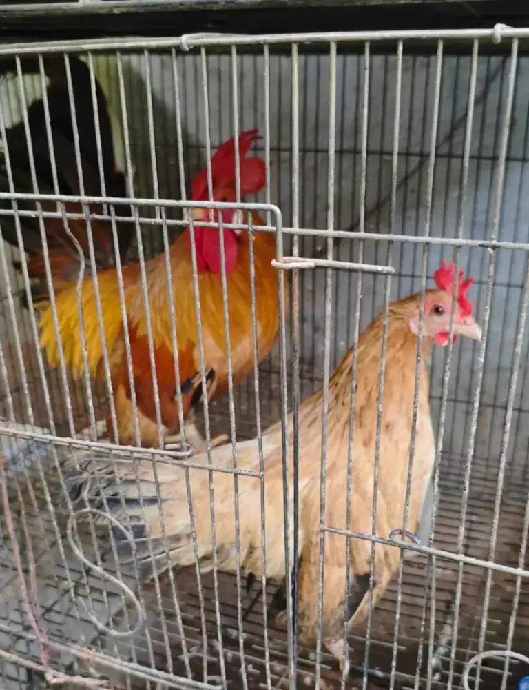 Ayam Kate Sepasang
