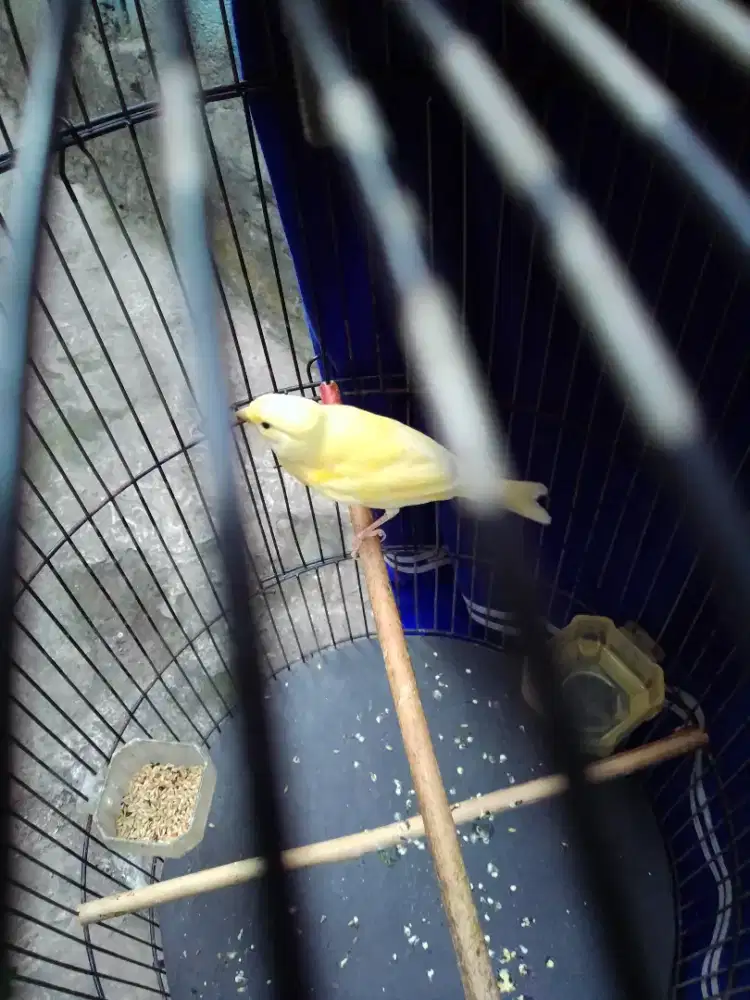 Kenari paud jantan kuning