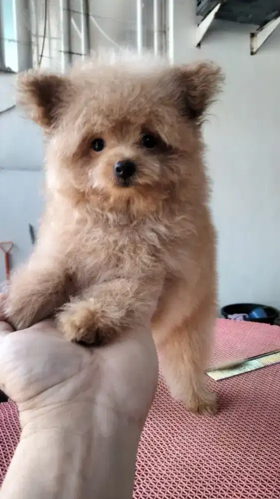 JUAL POODLE MIX POM PUPPY 2 BULAN GEMOY & FLUFFY (SIAP DIPELIHARA)