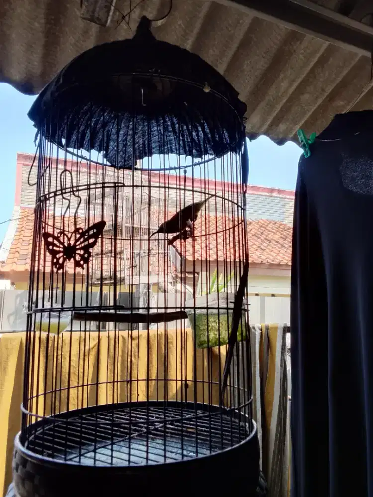 Burung rajin bunyi