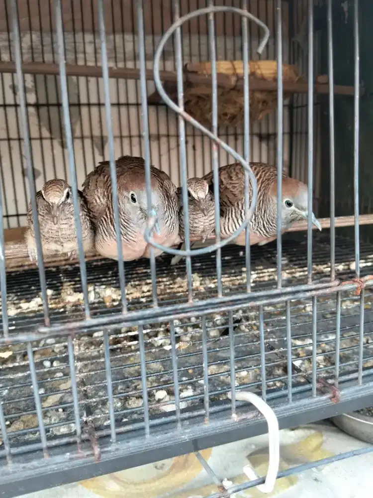 Lolohan perkutut Bangkok asli