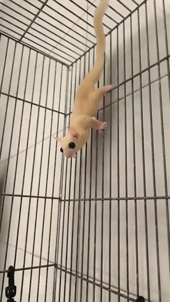2 Ekor Sugar Glider Leucistic Jantan