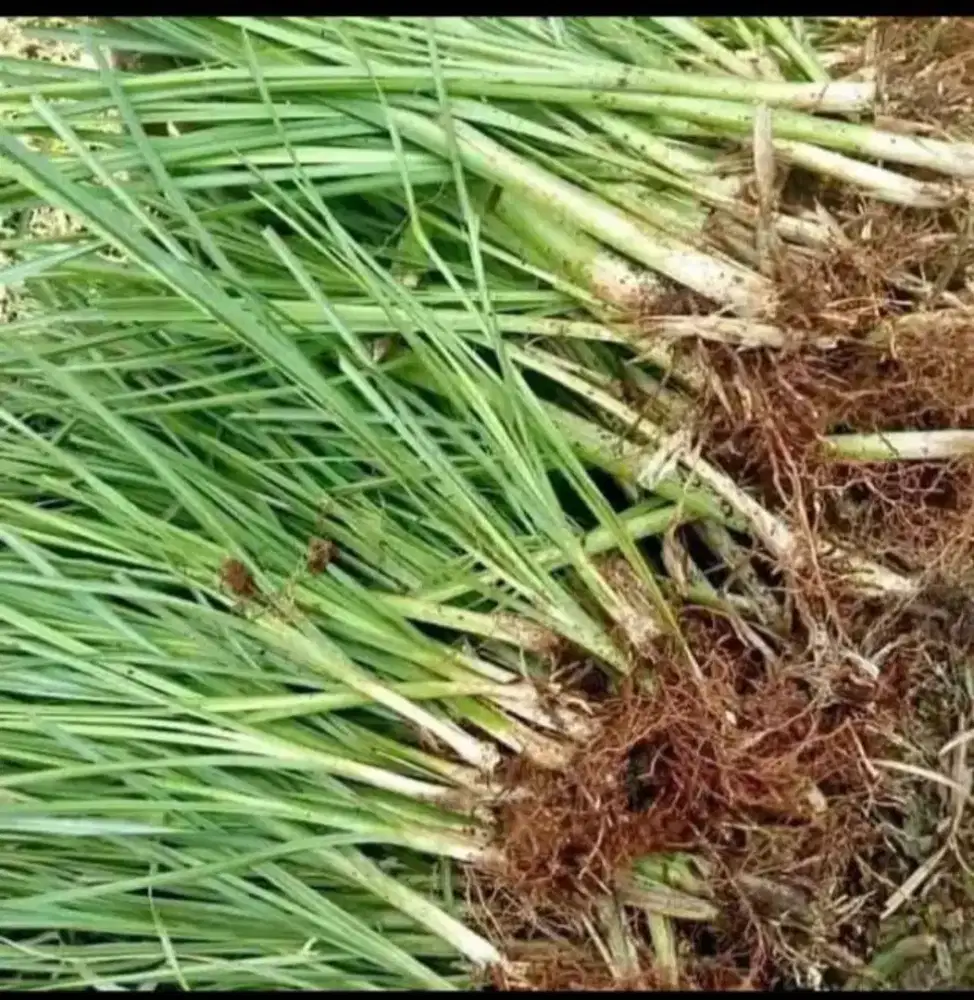 Rumput vetiver | panjang akar sampai lima meter