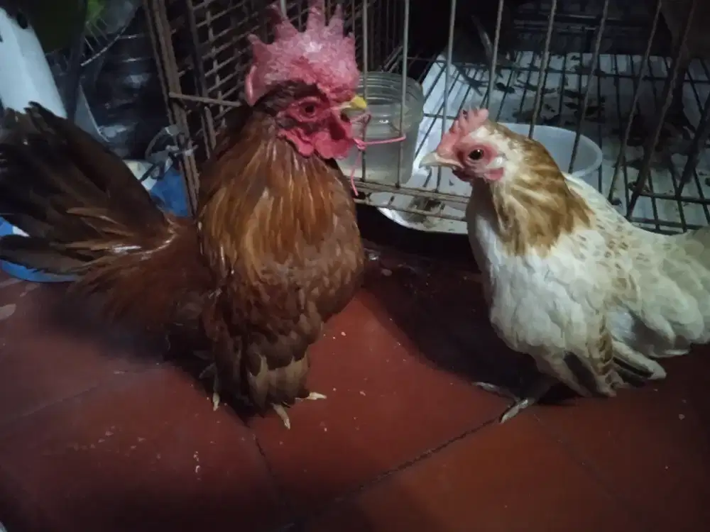 Sepasang ayam Kate serama sehat dan lucu rajin Kokok doyan kawin