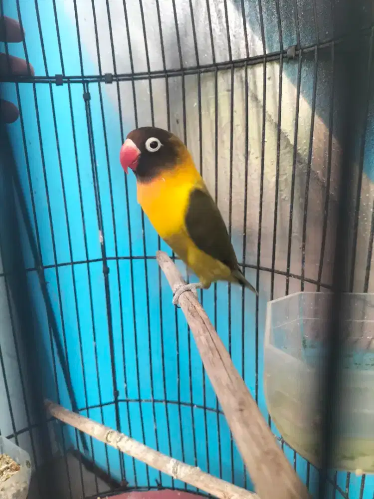 Burung Lovebird dakori olive betina