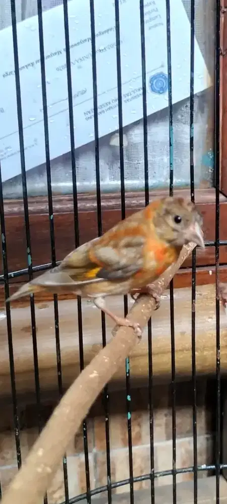 Burung red siskin sepasan indukan dobel dilute