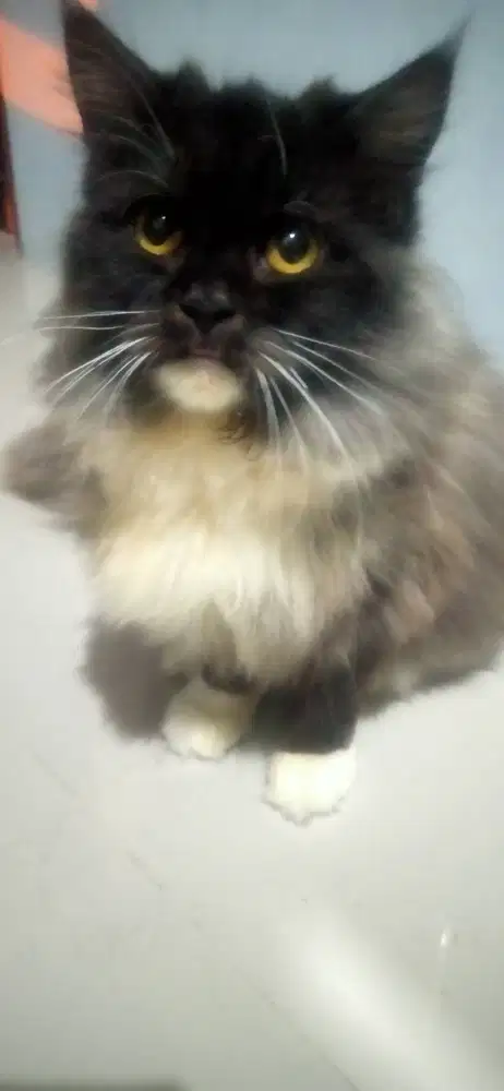 Jual Kucing Anggora