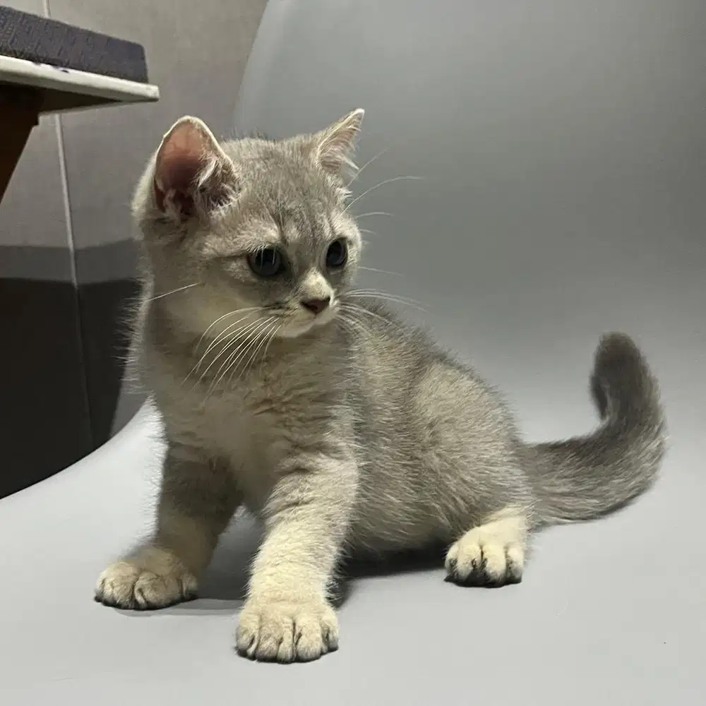 Kucing BSH kitten 2bulan