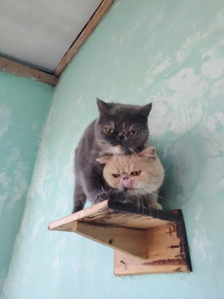 Kucing exotic shorthair peaknose