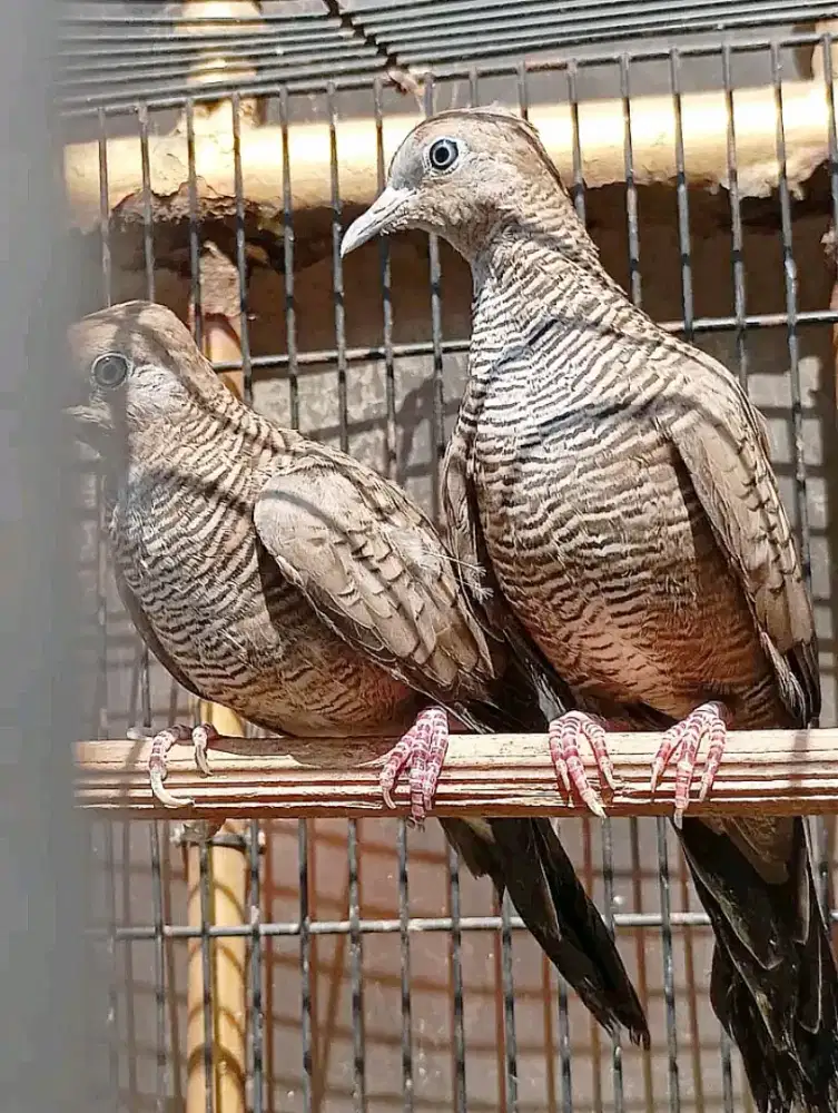 Perkutut Cemani mojopahit