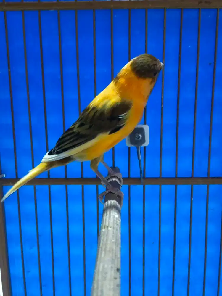 Burung kenari jantan gacor