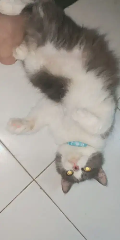 Kucing Persia lagi hamil
