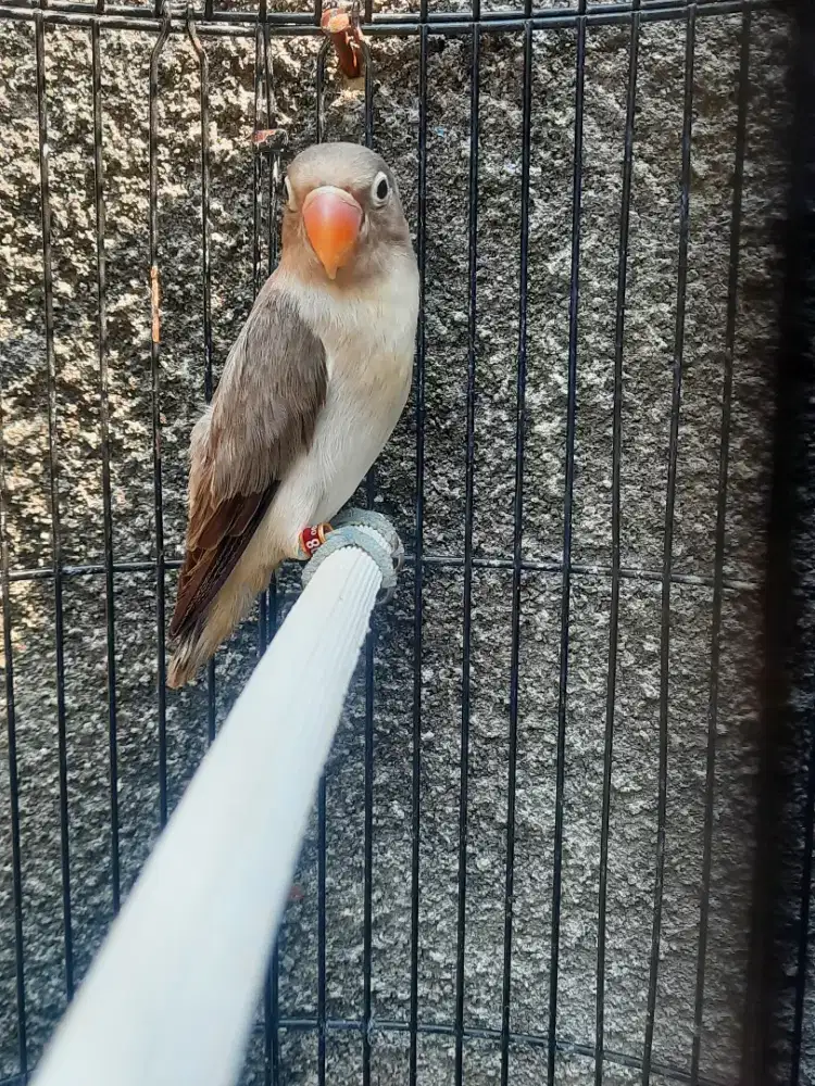 Lovebird Euwing Mouve Non Bio pakai ring