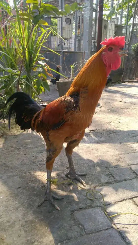 Ayam Manggon Clipir