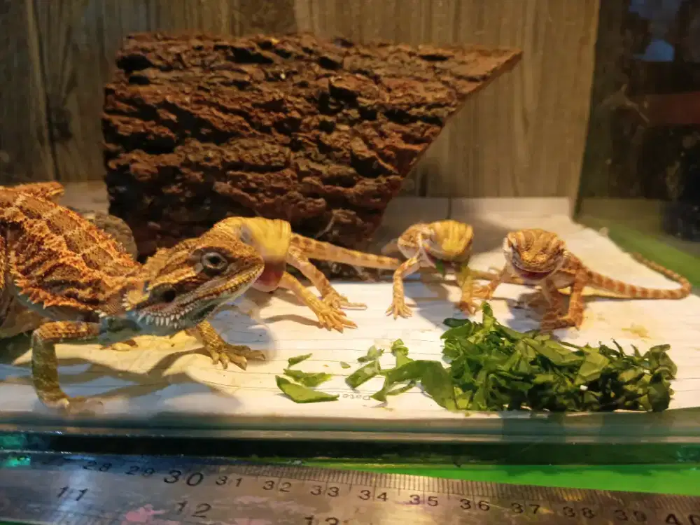 Bearded Dragon Jinak