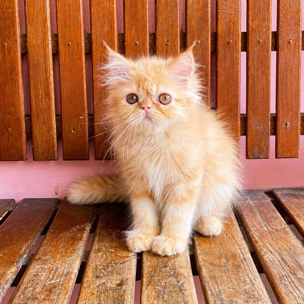 KITTEN PERSIAN LONGHAIR BULU KAPAS