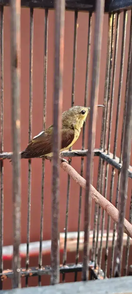 Burung konin ijoan